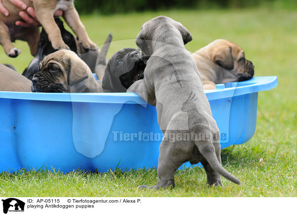 spielende Antikdoggen Welpen / playing Antikdoggen puppies / AP-05115