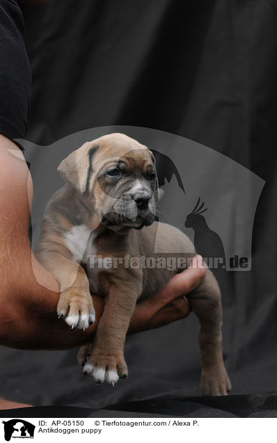 Antikdoggen Welpe / Antikdoggen puppy / AP-05150