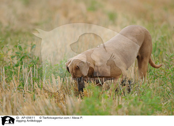 buddelnde Antikdogge / digging Antikdogge / AP-05611