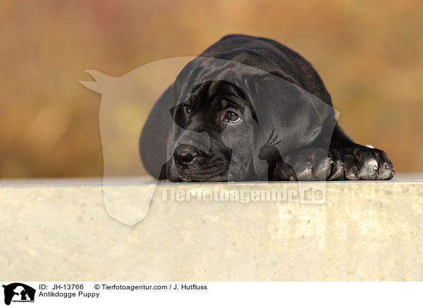 Antikdogge Welpe / Antikdogge Puppy / JH-13766