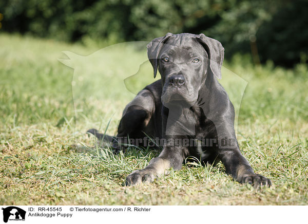 Antikdogge Puppy / RR-45545