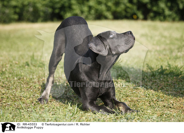 Antikdogge Puppy / RR-45553