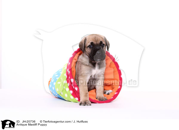 Antikdogge Welpe / Antique Mastiff Puppy / JH-20736