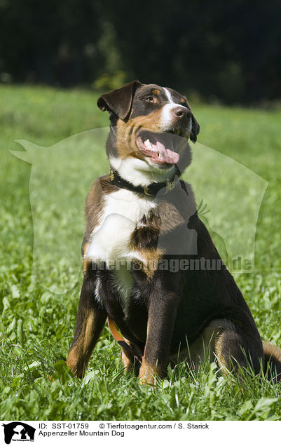 Appenzeller Sennenhund / Appenzeller Mountain Dog / SST-01759
