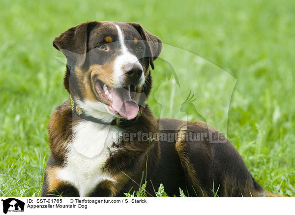 Appenzeller Sennenhund / Appenzeller Mountain Dog / SST-01765