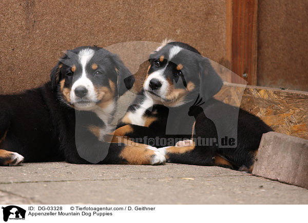 Appenzeller Mountain Dog Puppies / DG-03328