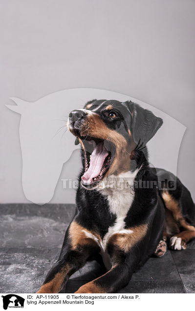 liegender Appenzeller Sennenhund / lying Appenzell Mountain Dog / AP-11905