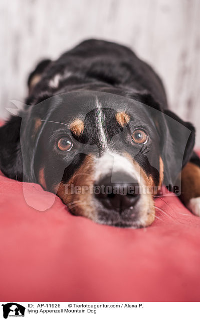 liegender Appenzeller Sennenhund / lying Appenzell Mountain Dog / AP-11926