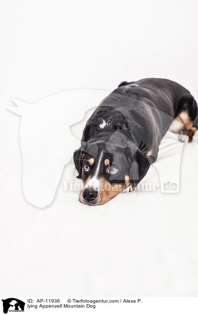 liegender Appenzeller Sennenhund / lying Appenzell Mountain Dog / AP-11936