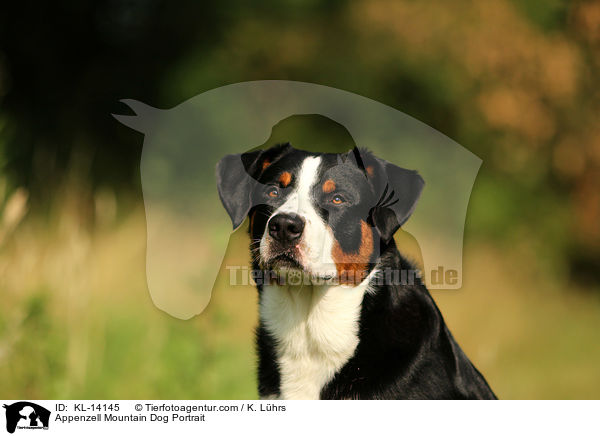 Appenzeller Sennenhund Portrait / Appenzell Mountain Dog Portrait / KL-14145