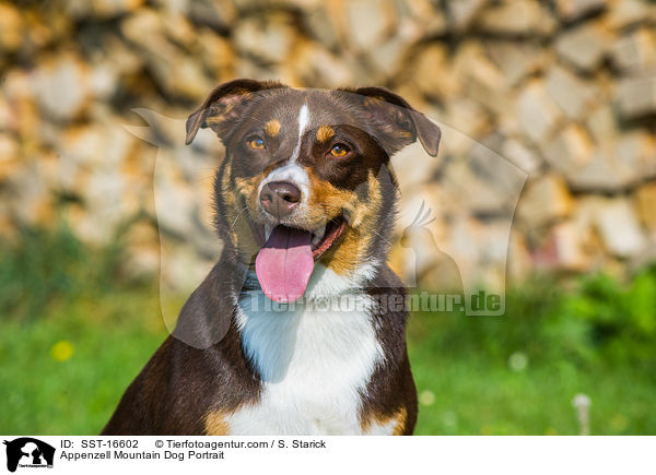 Appenzeller Sennenhund Portrait / Appenzell Mountain Dog Portrait / SST-16602