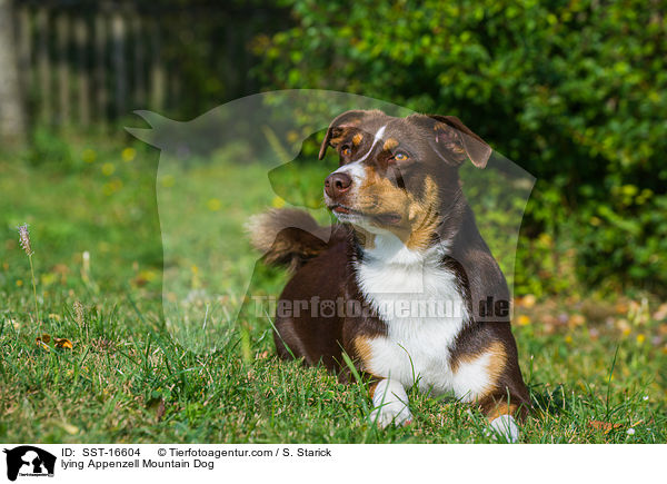 liegender Appenzeller Sennenhund / lying Appenzell Mountain Dog / SST-16604