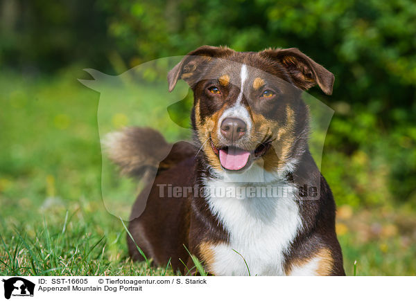 Appenzeller Sennenhund Portrait / Appenzell Mountain Dog Portrait / SST-16605