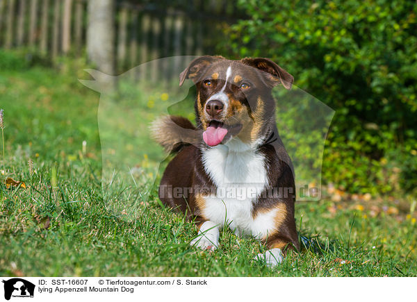 liegender Appenzeller Sennenhund / lying Appenzell Mountain Dog / SST-16607