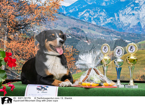 Appenzeller Sennenhund mit Pokalen / Appenzell Mountain Dog with prize cups / SST-19179