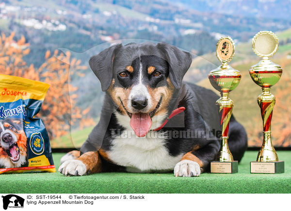 liegender Appenzeller Sennenhund / lying Appenzell Mountain Dog / SST-19544