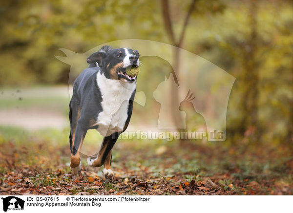 rennender Appenzeller Sennenhund / running Appenzell Mountain Dog / BS-07615