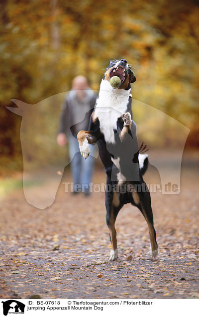 springender Appenzeller Sennenhund / jumping Appenzell Mountain Dog / BS-07618