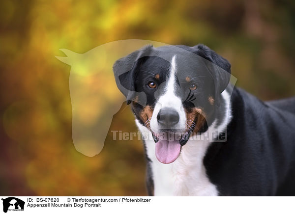 Appenzeller Sennenhund Portrait / Appenzell Mountain Dog Portrait / BS-07620