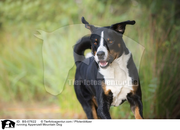 rennender Appenzeller Sennenhund / running Appenzell Mountain Dog / BS-07622