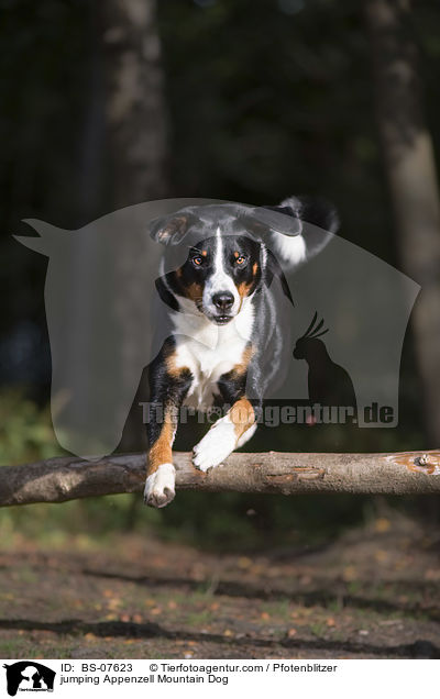springender Appenzeller Sennenhund / jumping Appenzell Mountain Dog / BS-07623