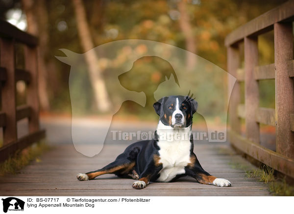 liegender Appenzeller Sennenhund / lying Appenzell Mountain Dog / BS-07717