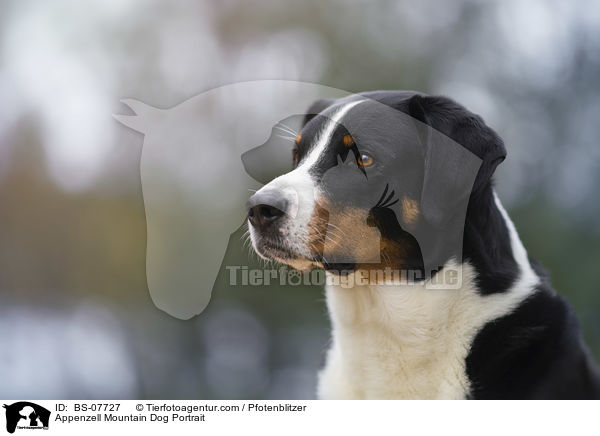 Appenzeller Sennenhund Portrait / Appenzell Mountain Dog Portrait / BS-07727