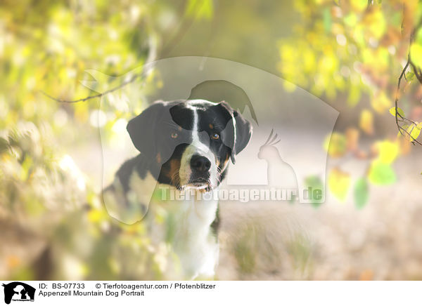 Appenzeller Sennenhund Portrait / Appenzell Mountain Dog Portrait / BS-07733