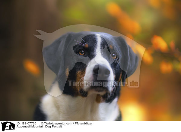 Appenzeller Sennenhund Portrait / Appenzell Mountain Dog Portrait / BS-07736