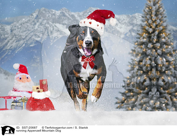 rennender Appenzeller Sennenhund / running Appenzell Mountain Dog / SST-20687