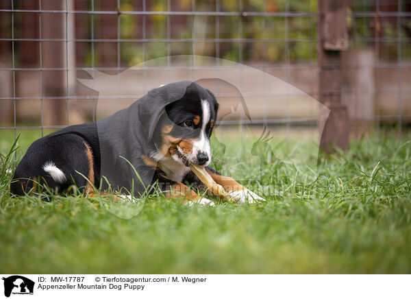 Appenzeller Sennenhund Welpe / Appenzeller Mountain Dog Puppy / MW-17787
