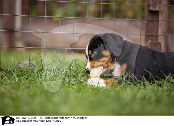 Appenzeller Sennenhund Welpe / Appenzeller Mountain Dog Puppy / MW-17790