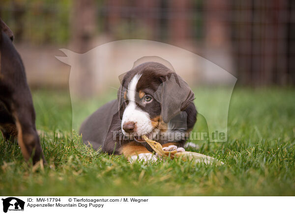 Appenzeller Sennenhund Welpe / Appenzeller Mountain Dog Puppy / MW-17794