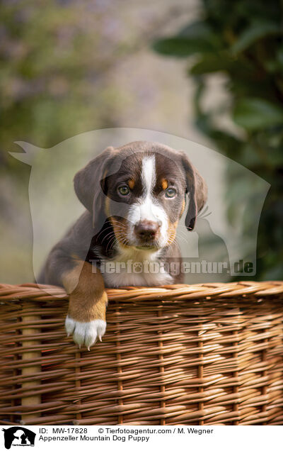 Appenzeller Sennenhund Welpe / Appenzeller Mountain Dog Puppy / MW-17828