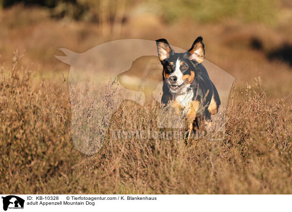 ausgewachsener Appenzeller Sennenhund / adult Appenzell Mountain Dog / KB-10328