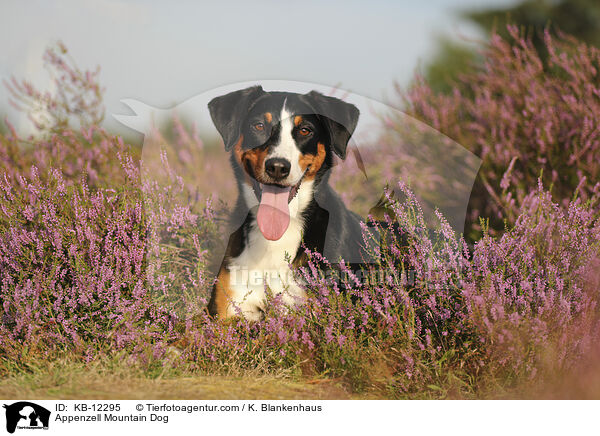 Appenzeller Sennenhund / Appenzell Mountain Dog / KB-12295