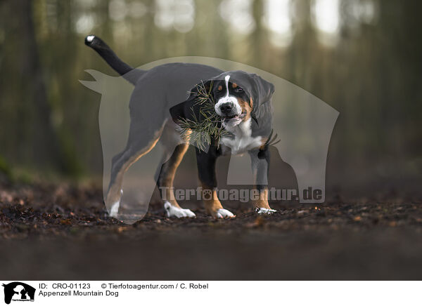 Appenzeller Sennenhund / Appenzell Mountain Dog / CRO-01123