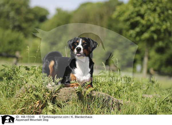 Appenzeller / Appenzell Mountain Dog / KB-15046