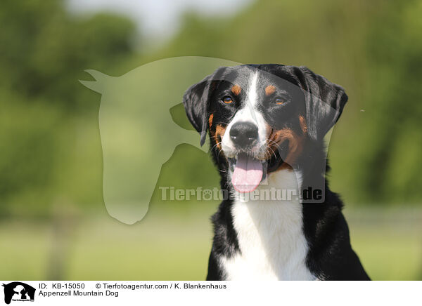 Appenzeller / Appenzell Mountain Dog / KB-15050