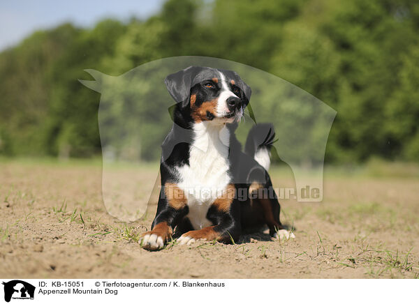 Appenzeller / Appenzell Mountain Dog / KB-15051