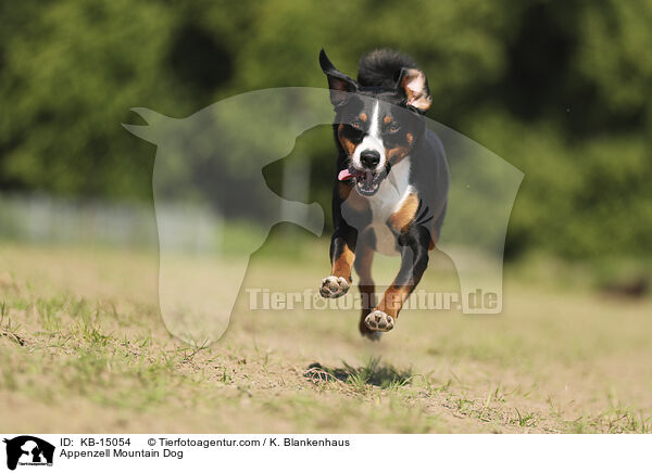 Appenzeller / Appenzell Mountain Dog / KB-15054