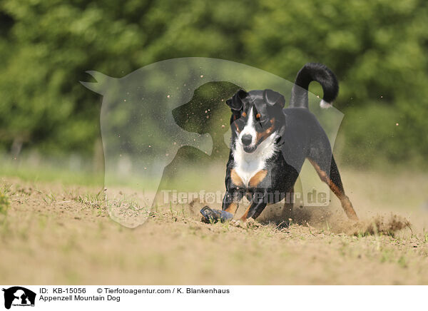 Appenzeller / Appenzell Mountain Dog / KB-15056