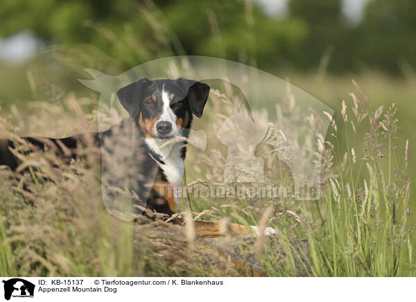 Appenzeller / Appenzell Mountain Dog / KB-15137