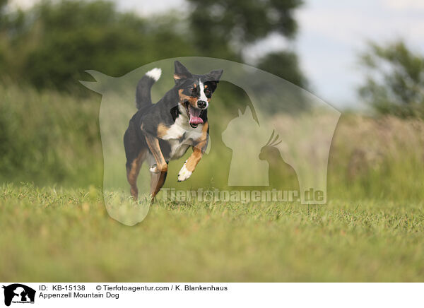 Appenzeller / Appenzell Mountain Dog / KB-15138