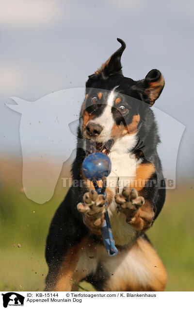 Appenzeller / Appenzell Mountain Dog / KB-15144