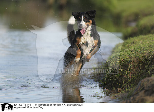 Appenzeller / Appenzell Mountain Dog / KB-15148