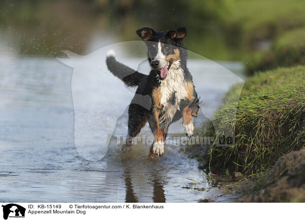 Appenzeller / Appenzell Mountain Dog / KB-15149