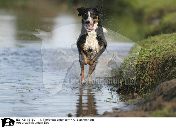 Appenzeller / Appenzell Mountain Dog / KB-15150