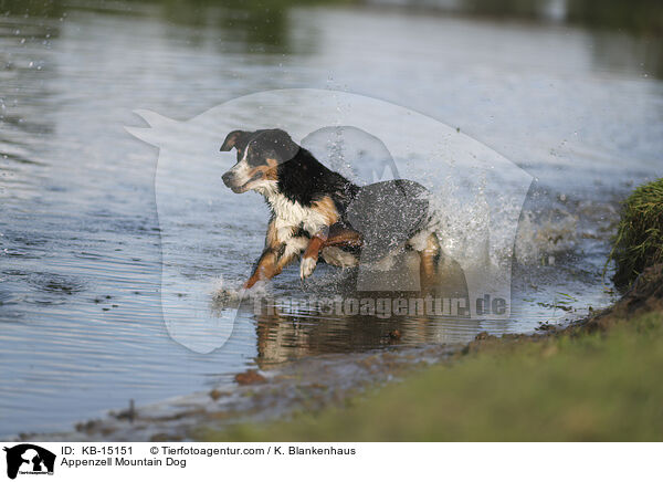 Appenzeller / Appenzell Mountain Dog / KB-15151