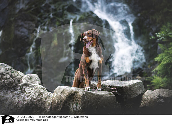 Appenzeller Sennenhund / Appenzell Mountain Dog / JQ-02020